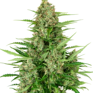 Double Kush Cake Auto Sensi Seeds