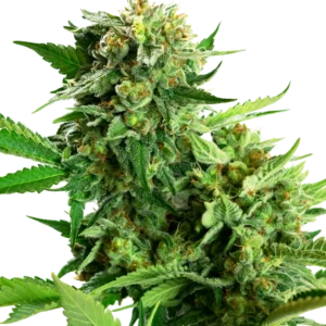 Blackberry Cake Sensi Seeds