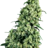 Skunk #1 Sensi Seeds