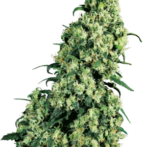 Skunk #1 Sensi Seeds