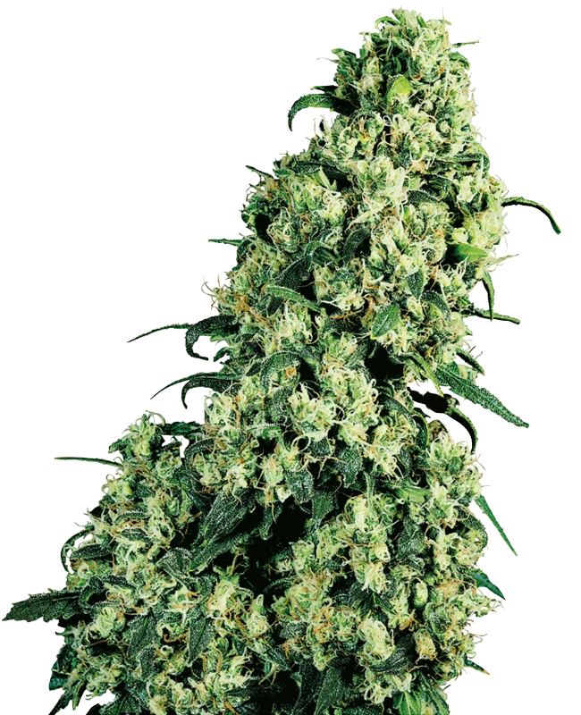Skunk #1 Sensi Seeds