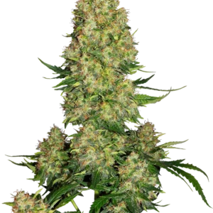 Skunk #1 Auto Sensi Seeds