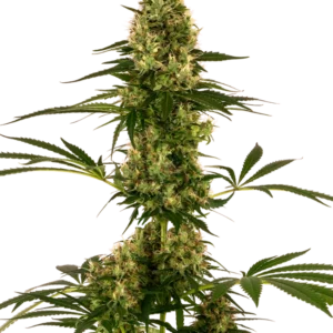 Blue Bullet Auto Sensi Seeds