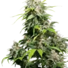 California Indica Sensi Seeds