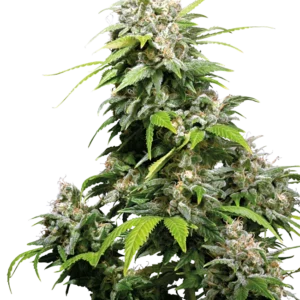 California Indica Sensi Seeds