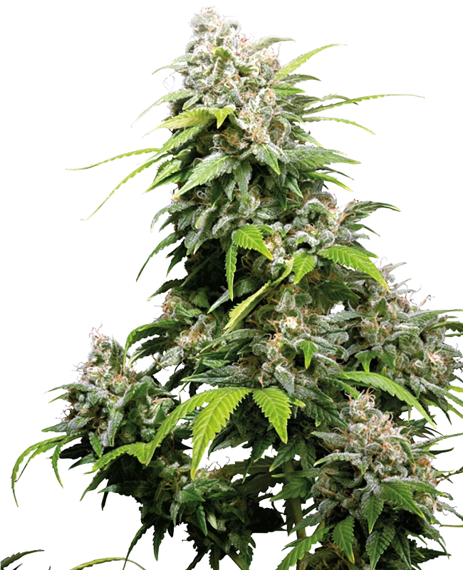 California Indica Sensi Seeds
