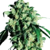 Super Skunk Sensi Seeds