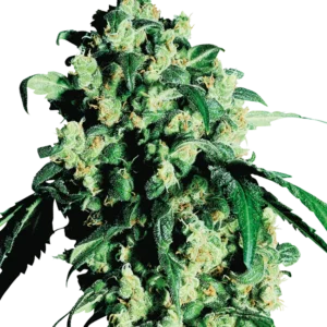 Super Skunk Sensi Seeds