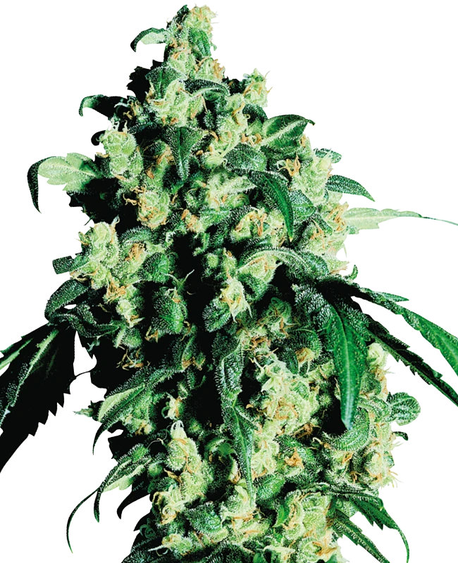 Super Skunk Sensi Seeds