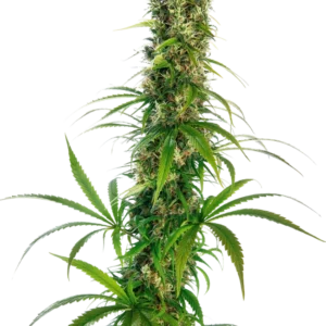Michka Sensi Seeds