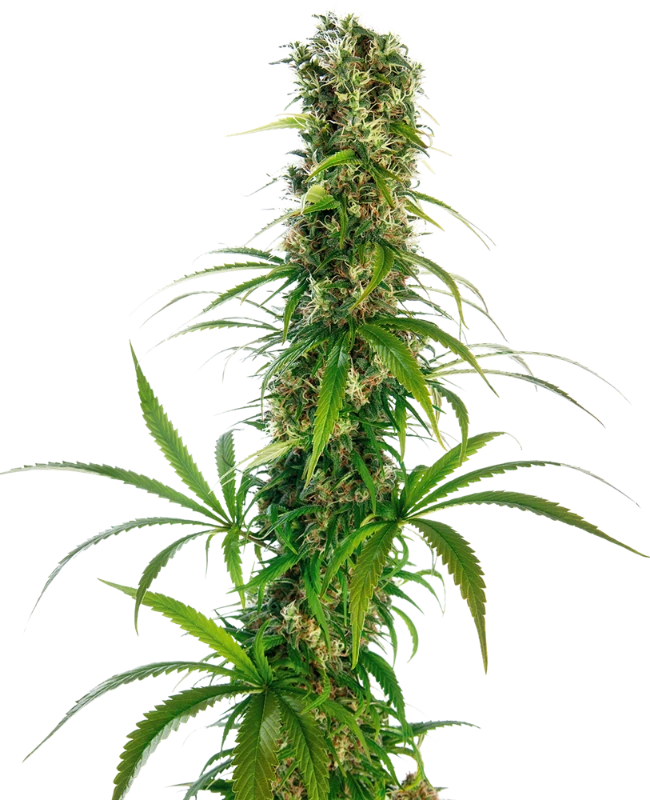 Michka Sensi Seeds