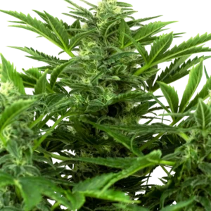 Mandarin Punch Auto Sensi Seeds