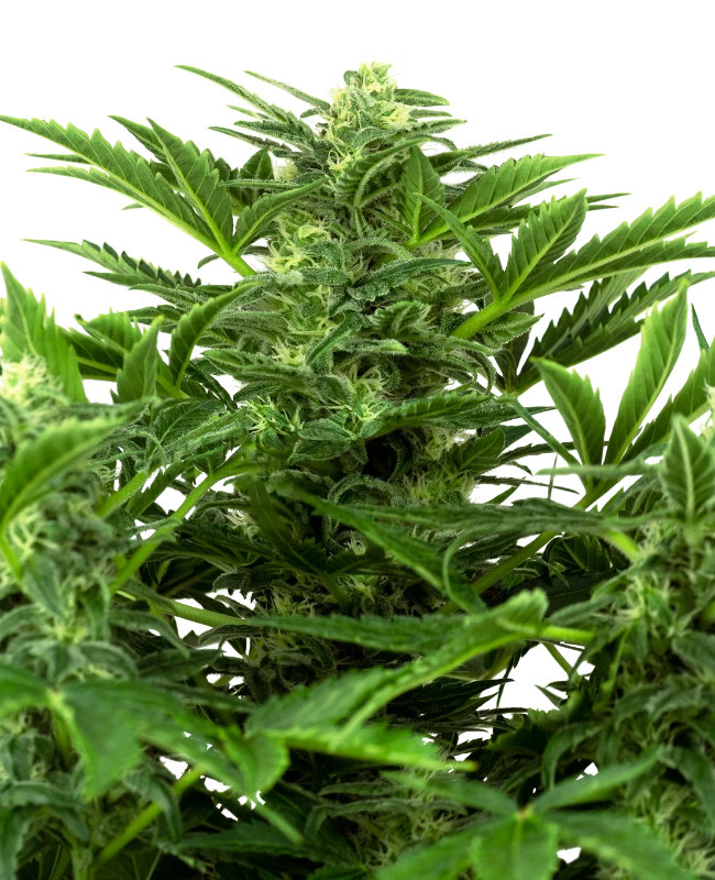 Mandarin Punch Auto Sensi Seeds