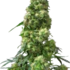 Early Skunk Sensi Seeds