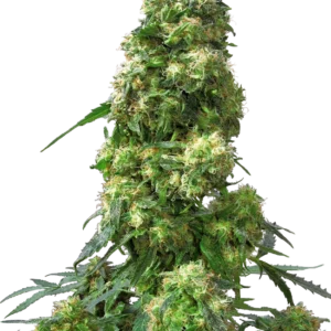 Early Skunk Sensi Seeds