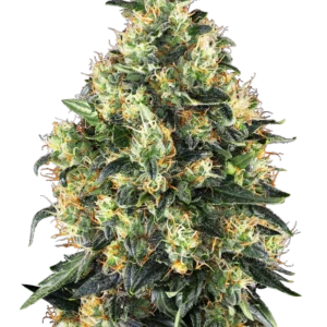 Super Skunk Auto Sensi Seeds