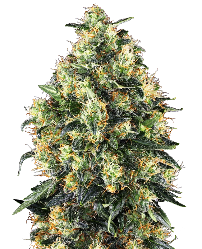 Super Skunk Auto Sensi Seeds