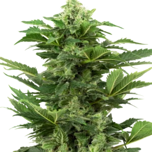 Afghan Pearl CBD Auto Sensi Seeds