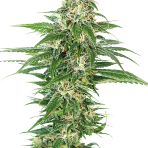 Early Skunk Auto Sensi Seeds