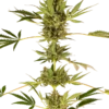 Himalayan CBD Sensi Seeds