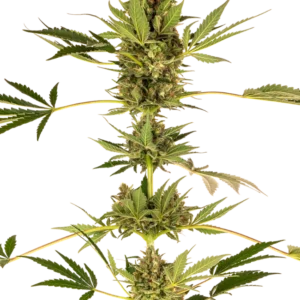 Himalayan CBD Sensi Seeds