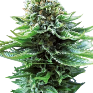 Northern Lights Auto Sensi Seeds