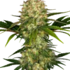 Afghani #1 Sensi Seeds