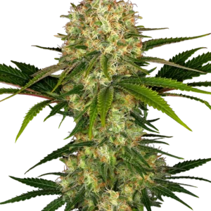 Afghani #1 Sensi Seeds