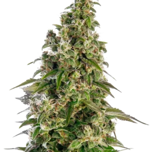 Afghani #1 Auto Sensi Seeds