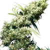 Jamaican Pearl Sensi Seeds