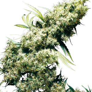 Jamaican Pearl Sensi Seeds