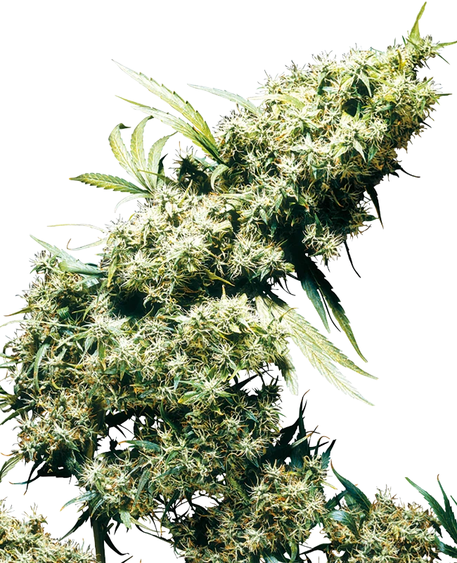 Jamaican Pearl Sensi Seeds