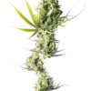 Durban Sensi Seeds feminizadas