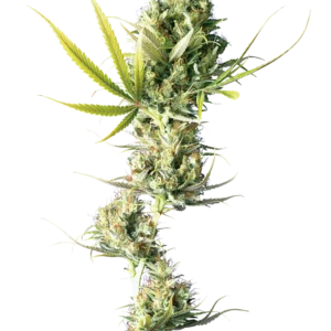 Durban Sensi Seeds