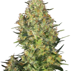 Shiva Skunk Sensi Seeds