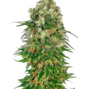 Shiva Skunk Auto Sensi Seeds