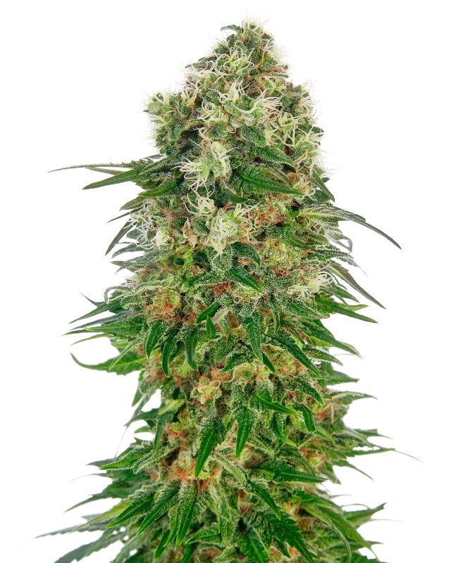 Shiva Skunk Auto Sensi Seeds