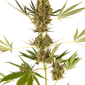 Alpine Delight CBD Sensi Seeds