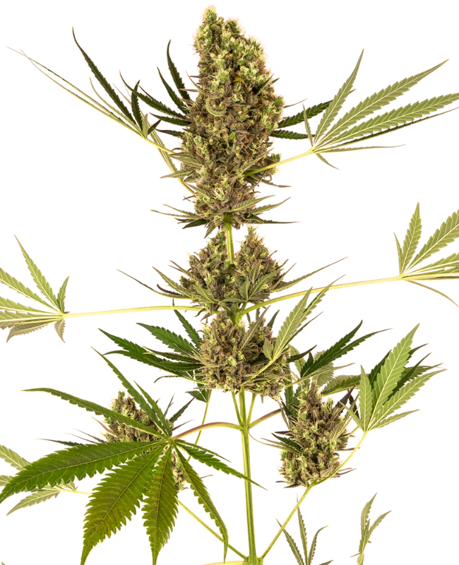 Alpine Delight CBD Sensi Seeds