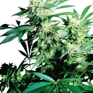 Skunk Kush Sensi Seeds