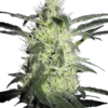 Silver Haze Sensi Seeds