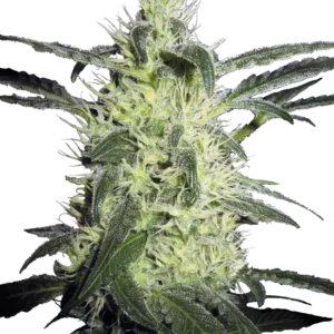 Silver Haze Sensi Seeds
