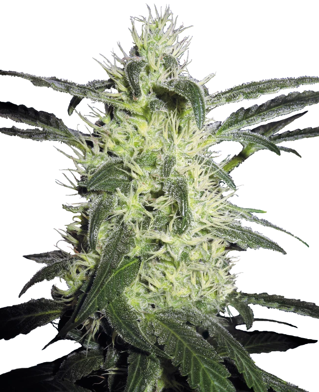 Silver Haze Sensi Seeds
