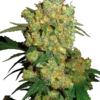 Big Bud Sensi Seeds