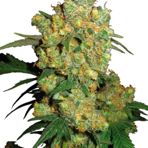 Big Bud Sensi Seeds