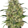 Black Domina Sensi Seeds