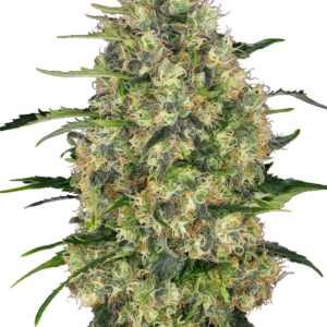 Black Domina Sensi Seeds