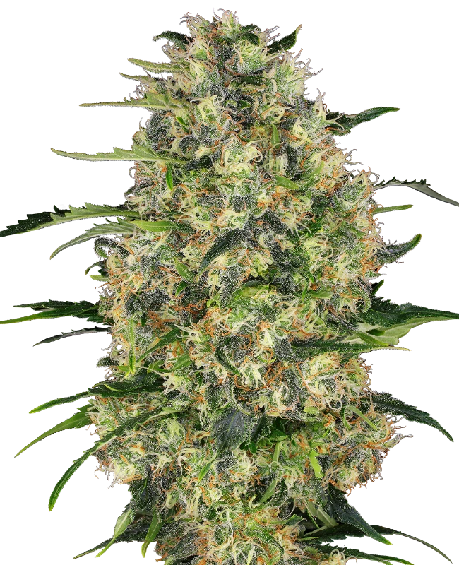 Black Domina Sensi Seeds