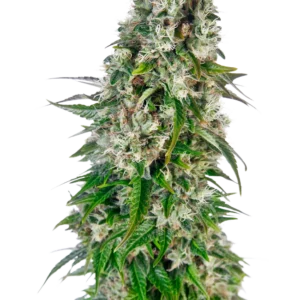 Big Bud Auto Sensi Seeds