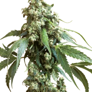 Jack Flash #5 Sensi Seeds
